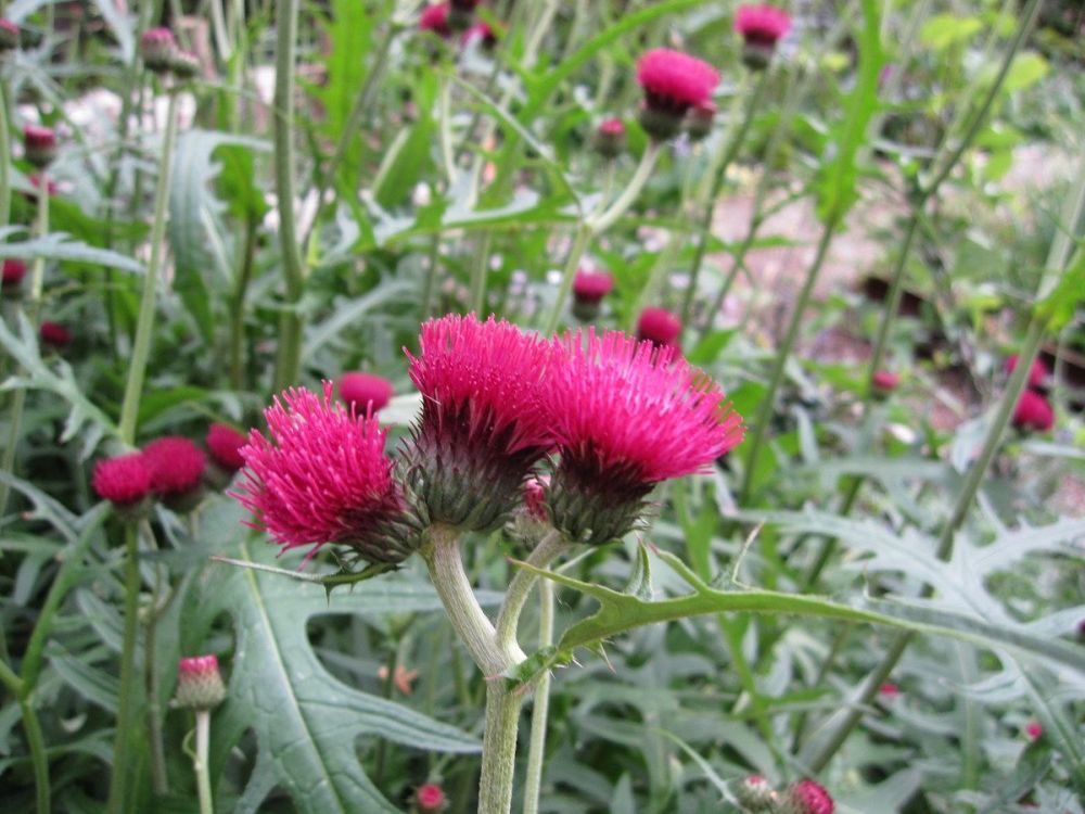Cirsium rivulare Atropurpureum - 2 litre pot