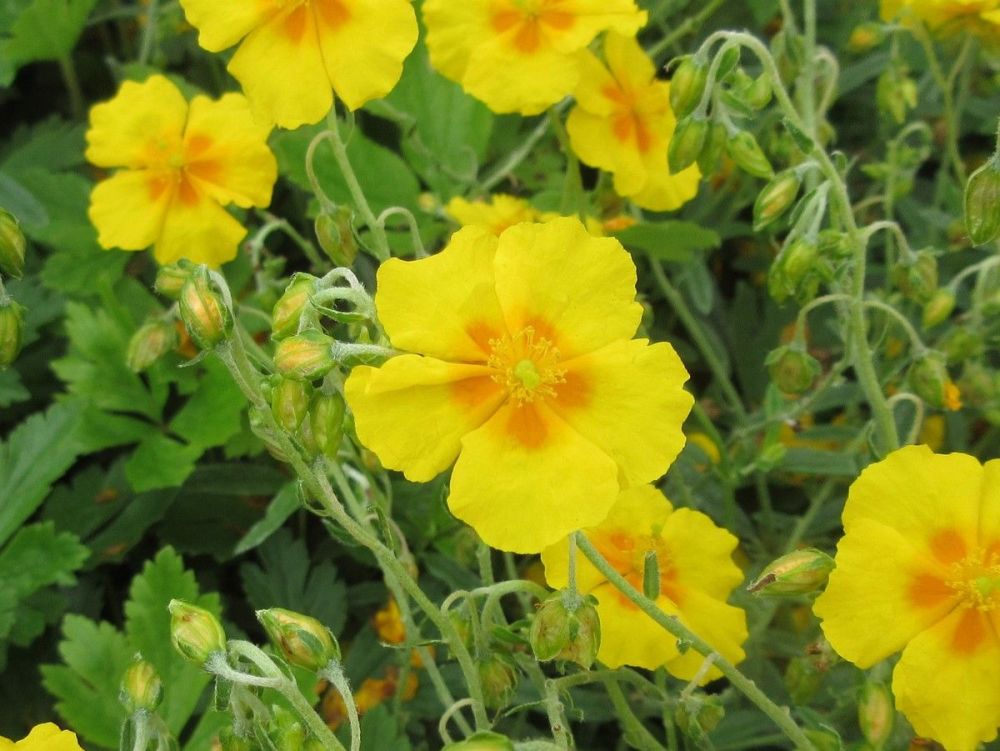 Helianthemum Golden Queen - 9cm pot