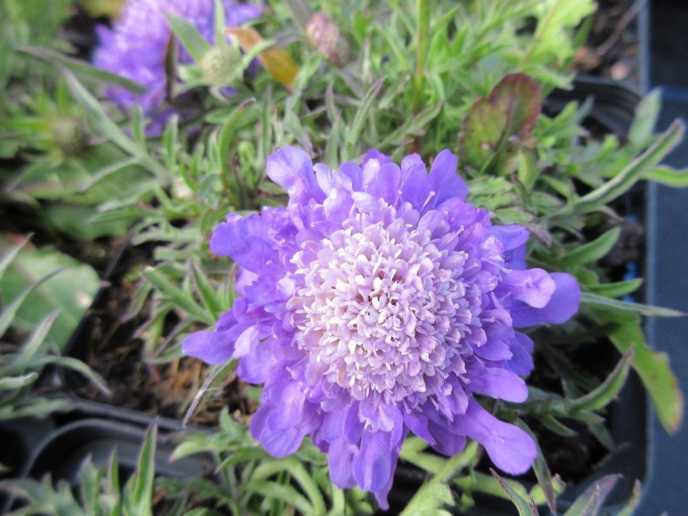 Scabiosa columbaria Blue Note - 9cm pot