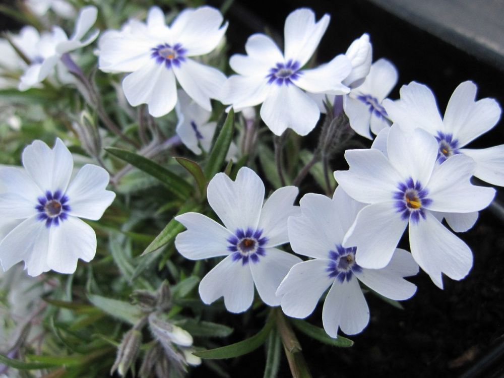 Phlox subulata Bavaria - 9cm pot