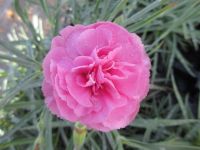 Dianthus Valda Wyatt - 9cm pot