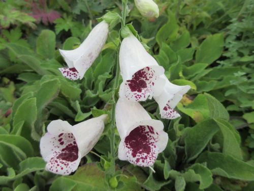 Digitalis purpurea Pam's Choice - 2 litre pot