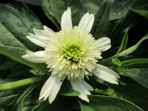 Echinacea Delicious Nougat - 9cm pot