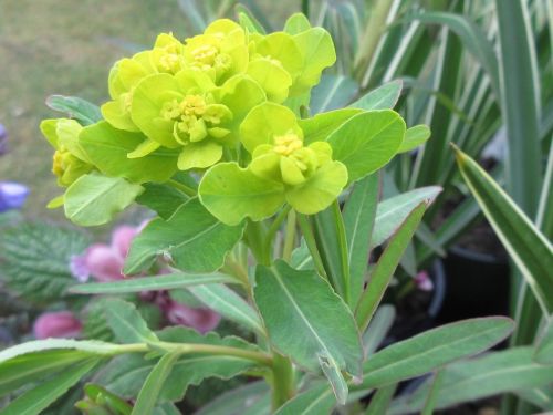 Euphorbia palustris - 2 litre pot