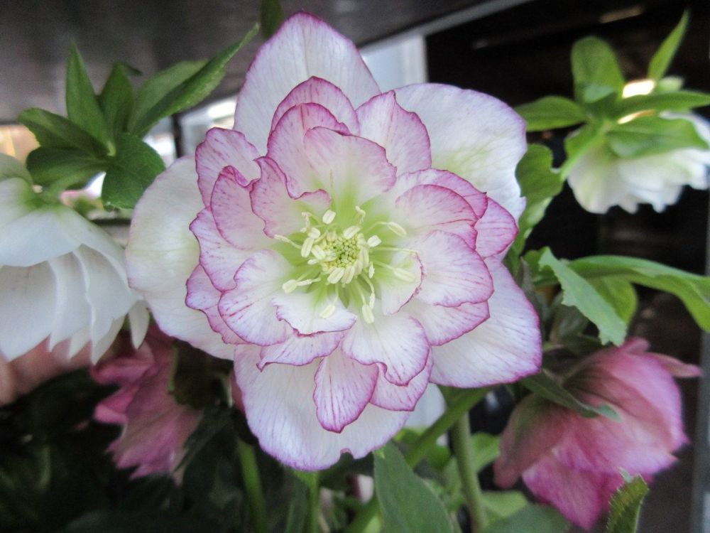 Helleborus x hybridus Double Ellen Picotee - 9cm pot