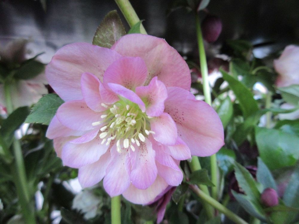 Helleborus x hybridus Double Ellen Pink - 9cm pot