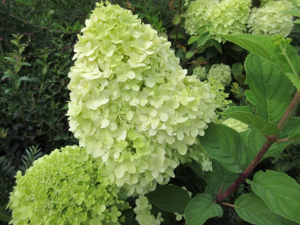 Hydrangea paniculata Limelight - 2 litre pot