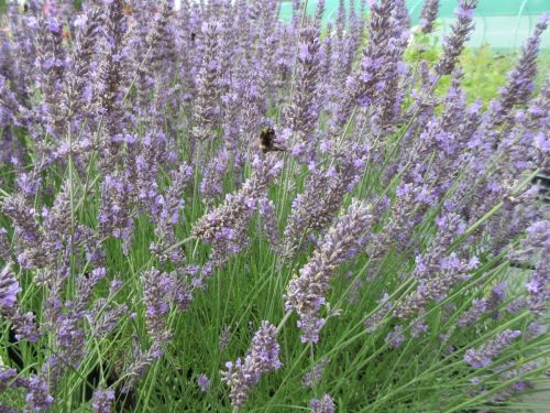 Lavandula x intermedia Phenomenal - 2 litre pot