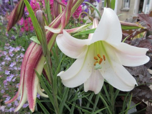 Lilium formosanum var. pricei - 9cm pot