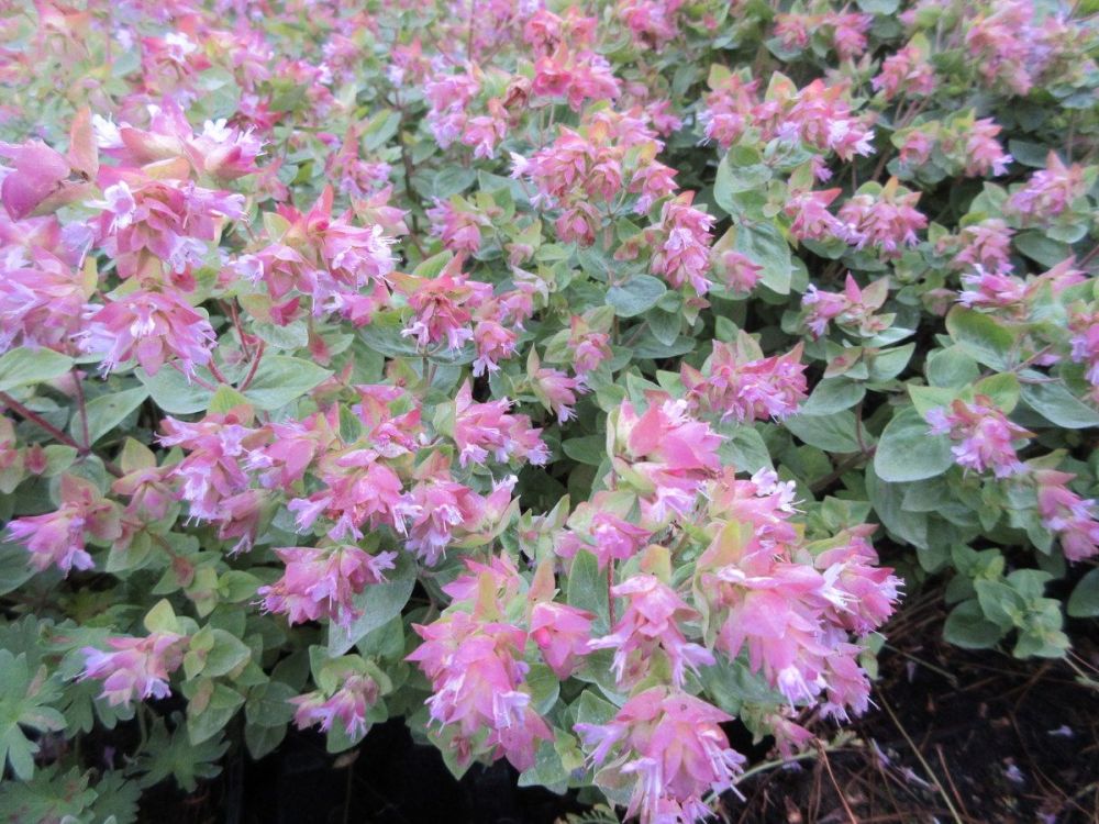 Origanum Dingle Fairy - 9cm pot