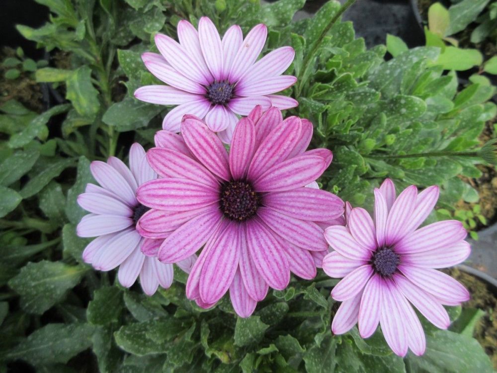 Osteospermum Sennen Sunrise - 2 litre pot