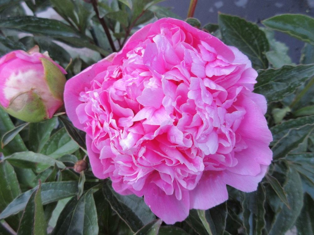 Paeonia lactiflora Monsieur Jules Elie - 3 litre pot