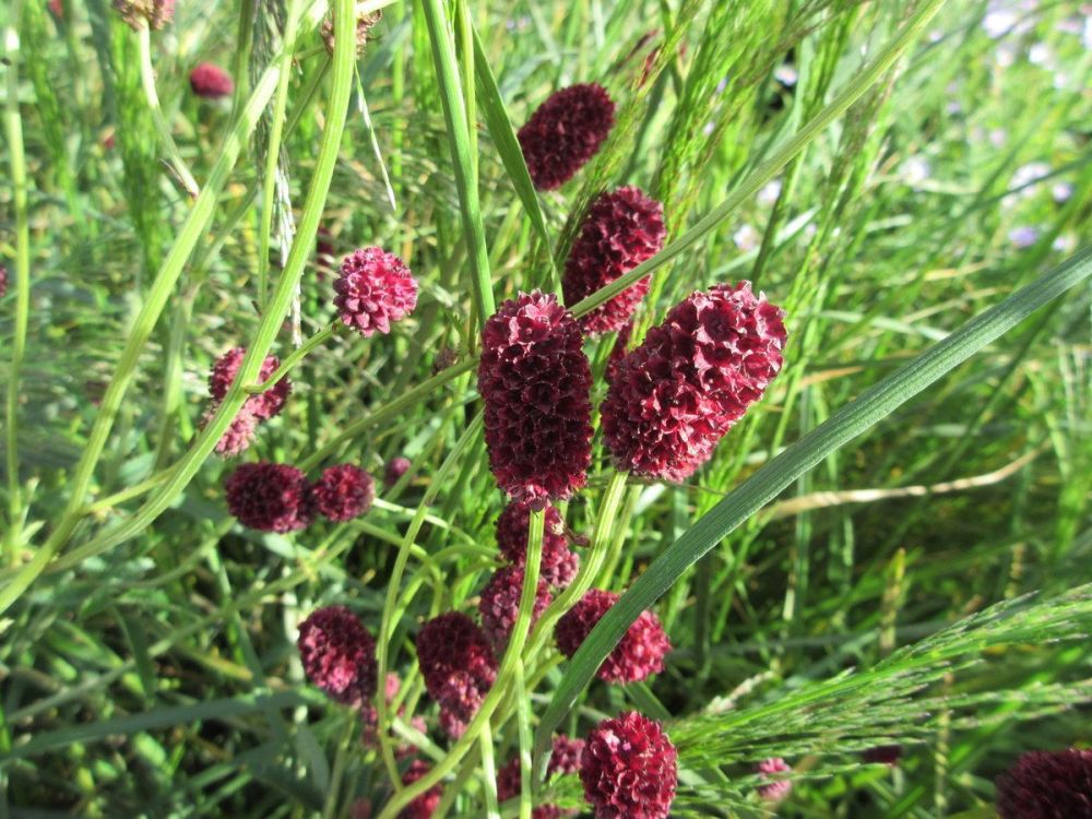Sanguisorba officinalis Martin's Mulberry - 2 litre pot