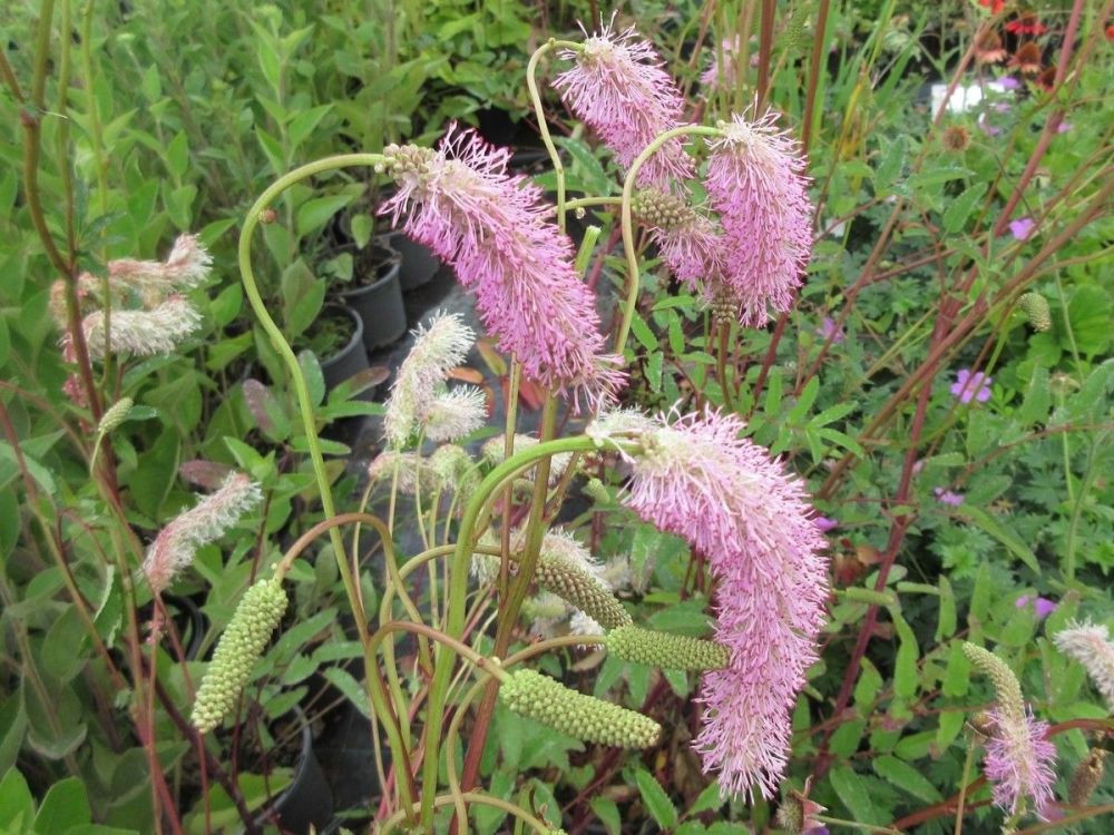 Sanguisorba Pink Brushes - 9cm pot