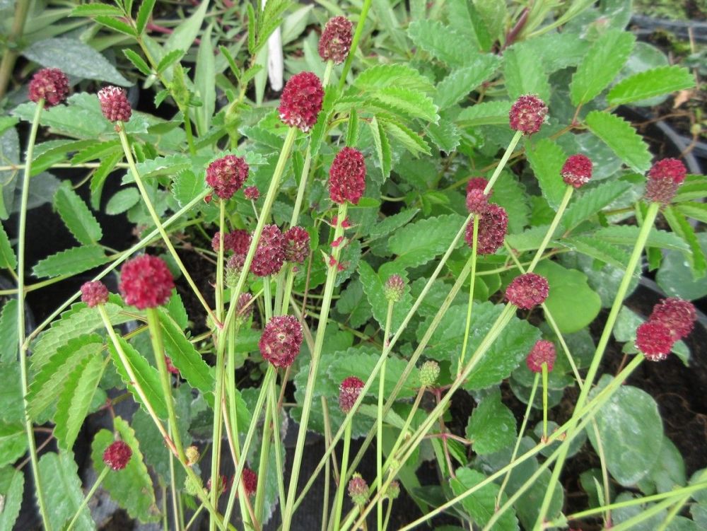 Sanguisorba Tanna - 9cm pot