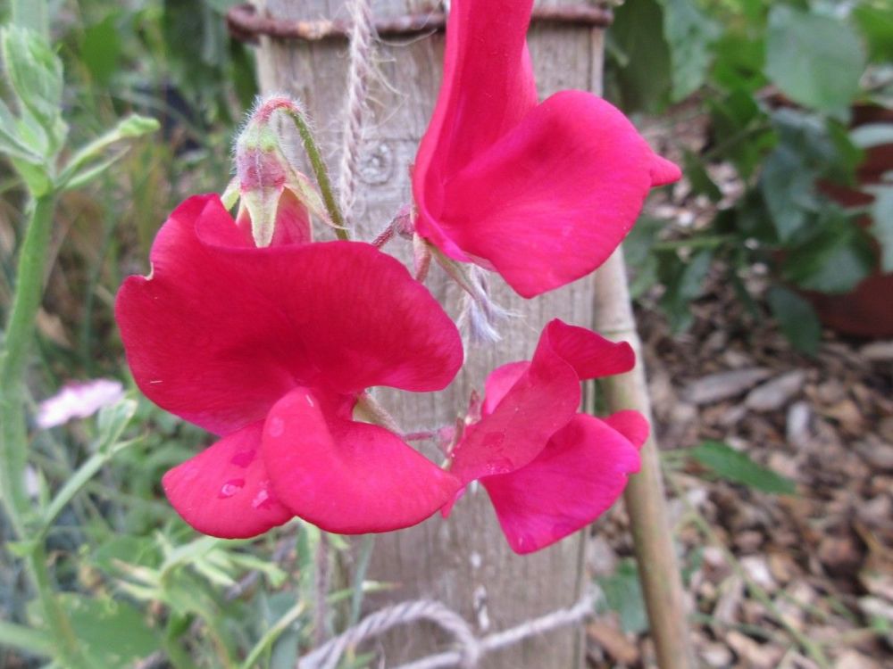 Sweet Pea, Winston Churchill - 9cm pot