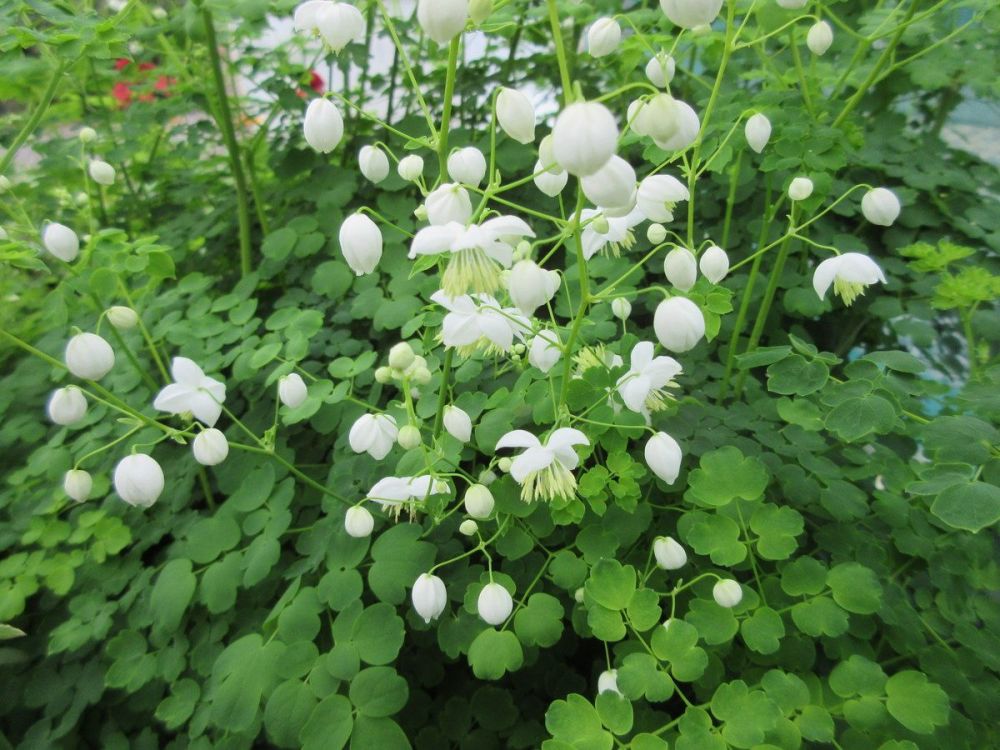 Thalictrum Splendide White - 9cm pot