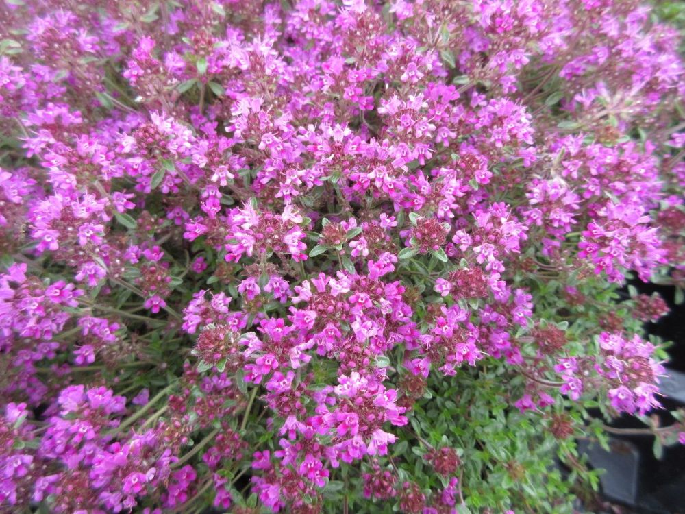 Thymus serpyllum Red Carpet - 9cm pot