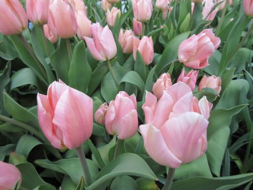 Tulipa Apricot Beauty - 2 litre pot