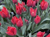 Tulipa Couleur Cardinal - 2 litre pot