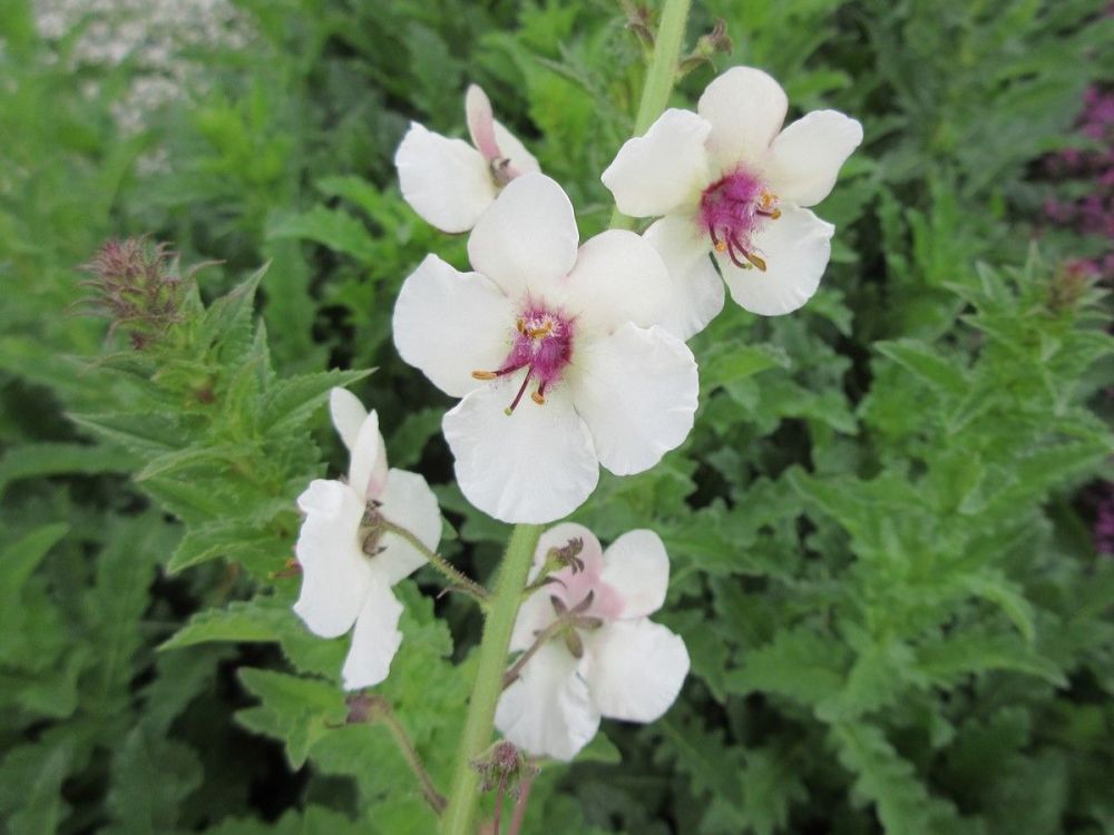 Verbascum blattaria f. albiflorum - 9cm pot