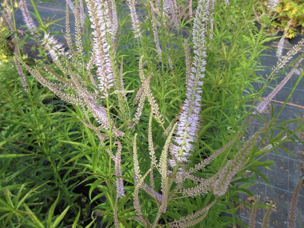 Veronicastrum virginicum Lavendelturm - 2 litre pot