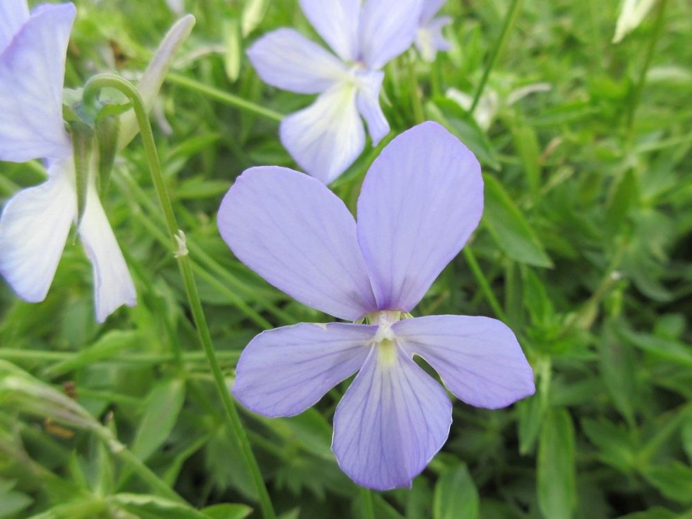 Viola Boughton Blue - 9cm pot