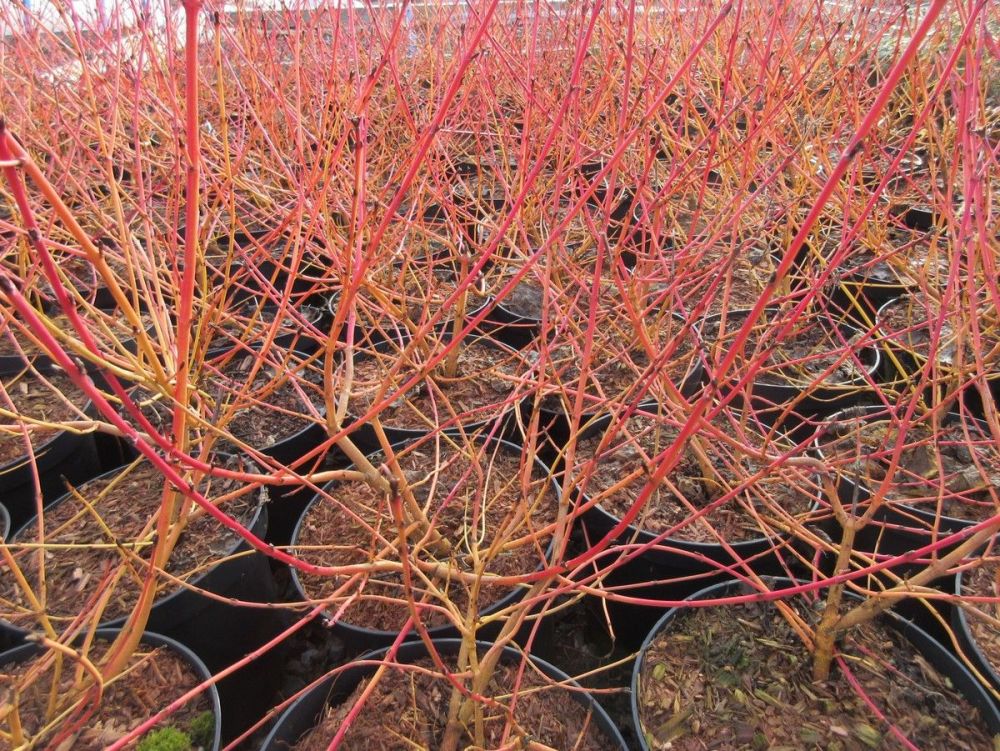 Cornus sanguinea Midwinter Fire - 3 litre pot
