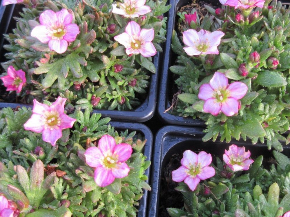 Saxifraga Alpino Pink - 9cm pot