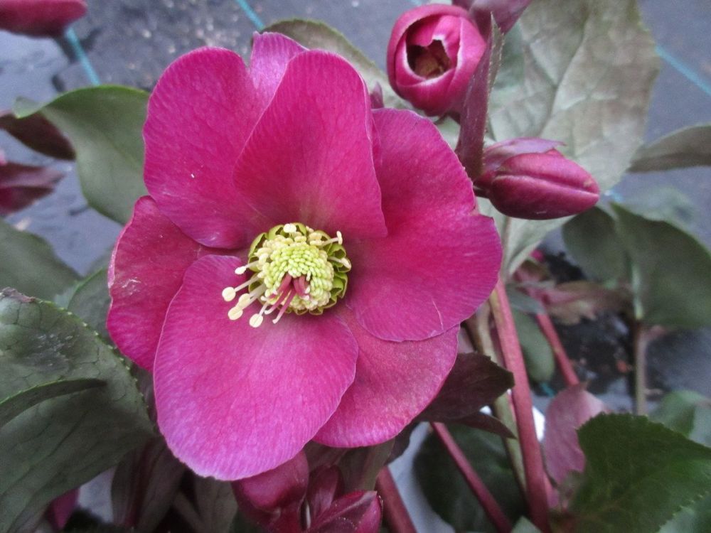 Helleborus Anna's Red (Frostkiss Series) - 3 litre pot