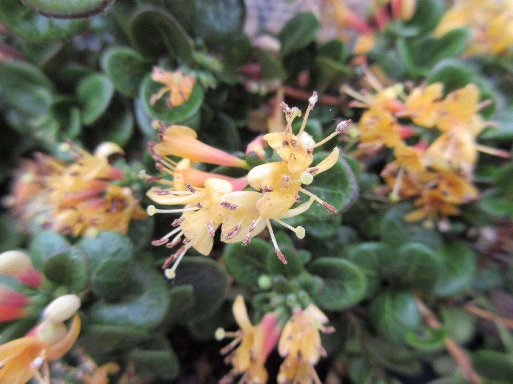 Lonicera crassifolia Little Honey - 9cm pot