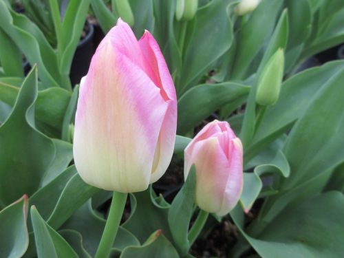 Tulipa Dynasty - 2 litre pot