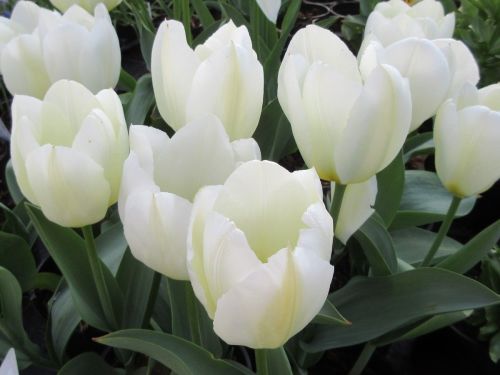 Tulipa Purissima (White Emperor) - 2 litre pot