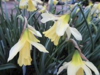 Narcissus W.P. Milner - 9cm pot