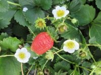 Strawberry, Loran - 9cm pot