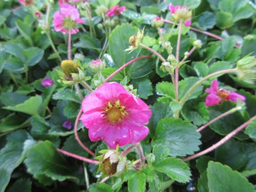 Strawberry, Tarpan - 9cm pot