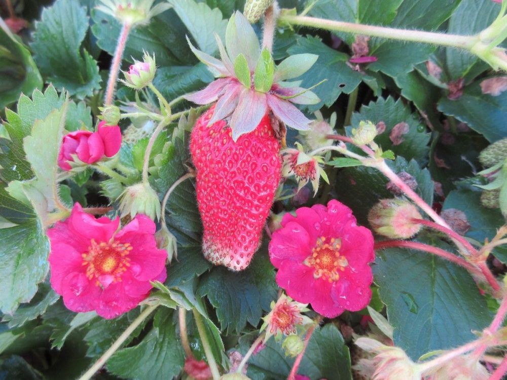 Strawberry, Tristan - 9cm pot