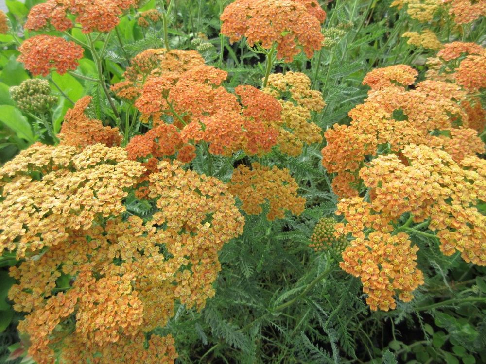 Achillea Terracotta - 9cm pot