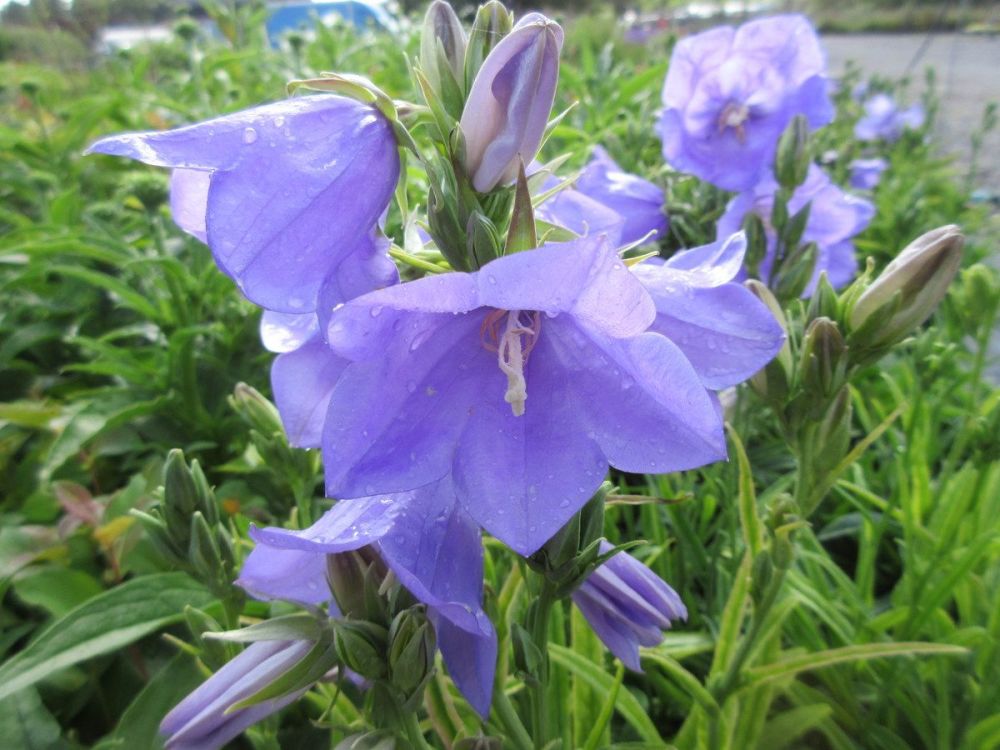 Campanula persicifolia Takion Blue - 2 litre pot