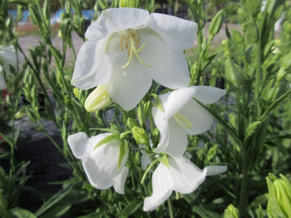 Campanula persicifolia Takion White - 2 litre pot