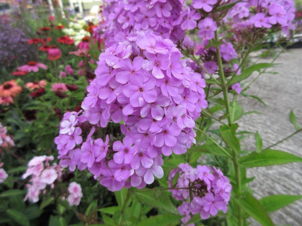 Phlox x arendsii Hesperis - 2 litre pot