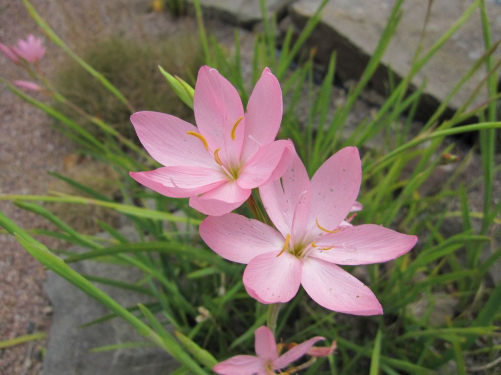 Hesperantha (Schizostylis) coccinea Mrs Hegarty - 9cm pot