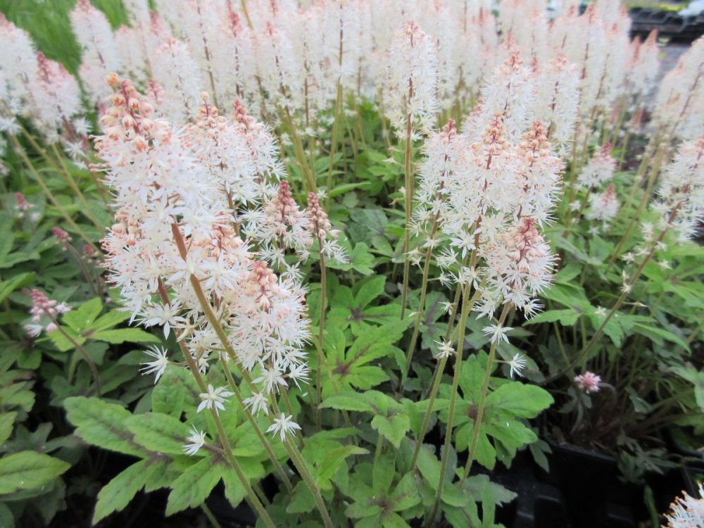 Tiarella online spring symphony