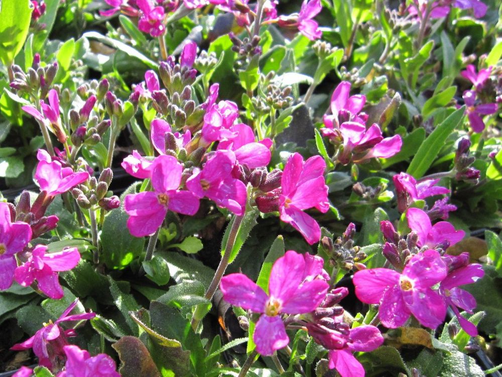 Arabis blepharophylla Fruhlingszauber (Spring Charm) - 9cm pot