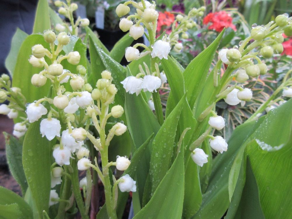 Convallaria majalis - 9cm pot