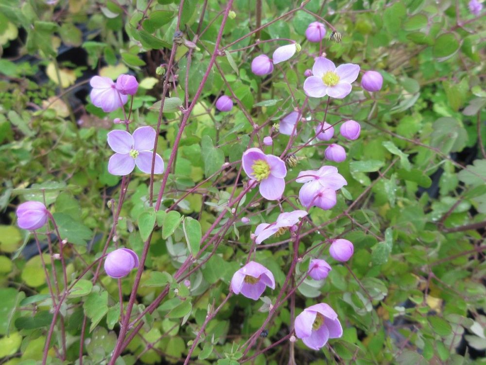 Thalictrum Splendide - 9cm pot