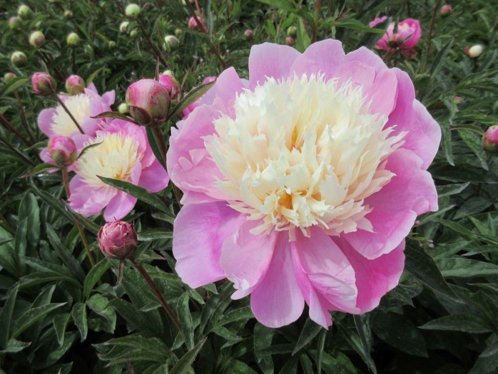 Paeonia lactiflora Bowl of Beauty - 3 litre pot