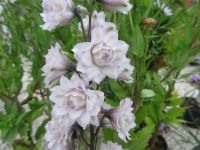 Delphinium Highlander Cha Cha - 9cm pot