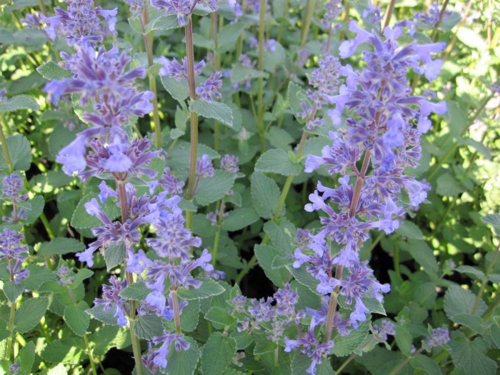 Nepeta grandiflora Summer Magic - 2 litre pot
