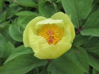 Paeonia daurica ssp. mlokosewitschii (Molly the Witch) - 2 litre pot
